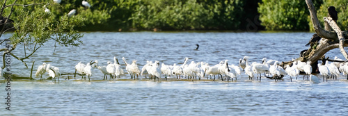 White Spoonbill, platalea leucorodia, Group standing in water. Wide long cover or banner