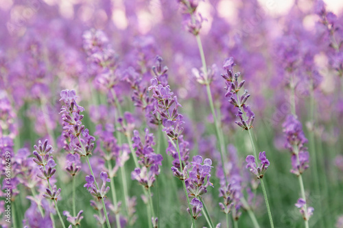 Lavender bushes flower field background. Harvesting of lavender Flowers in lavender fields in Provence region of France. Violet flower lavand Closeup Selective focus