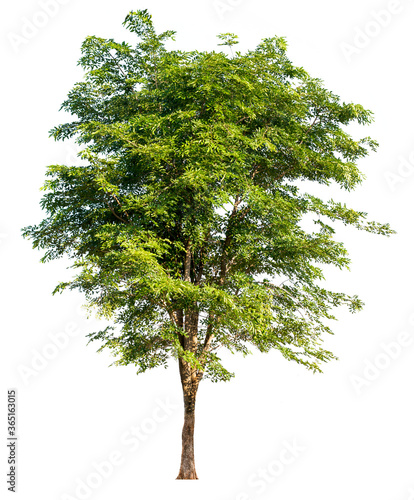 Large trees with edible fruits are completely separated from the white background.