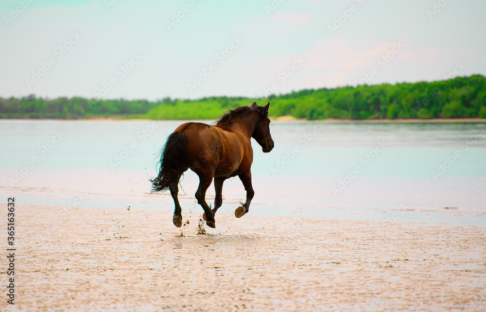 The adult bay horse is galloping on the beach into the water, the back view. The adult bay horse is galloping on the beach into the water, the back view.