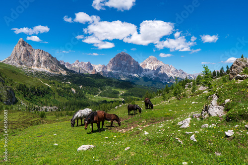 Free wild horses in summer, in the Alps