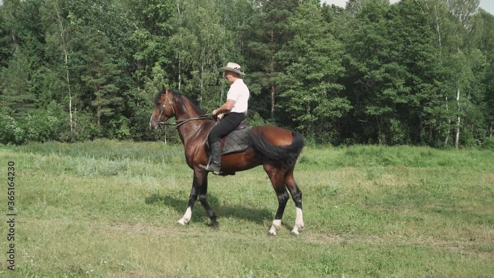 Cowboy in a hat rides a horse in a clearing near the forest, horse walks with a Spanish gait, performs tricks. Cowboy in a hat rides a horse in a clearing near the forest, horse walks with a Spanish gait, performs tricks.
