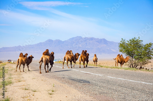 Obraz na plátně Bactrian camels (Camelus bactrianus), crossing the road in dried steppe in Centr