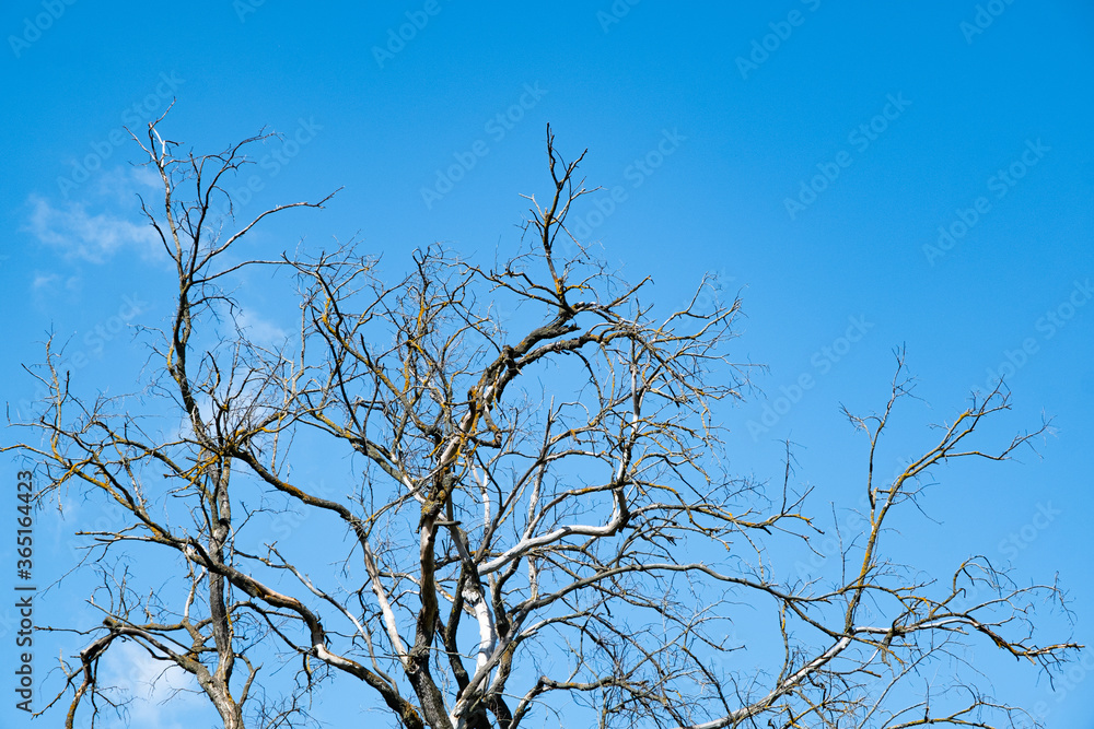 Dry tree against the background of the summer blue sky with clouds. The concept of minimalism and loneliness. Dry tree against the background of the summer blue sky with clouds. The concept of minimalism and loneliness.