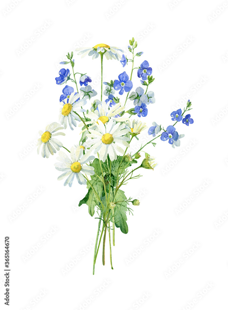 Watercolor bouquet of daisies and veronica on a white background . For congratulations, invitations, anniversaries, weddings, birthday