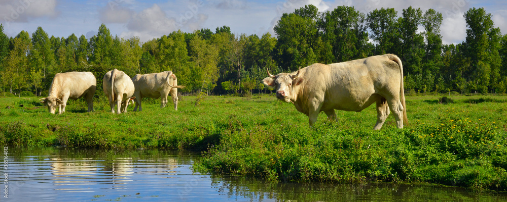 Obraz premium Panoramique Charolaise blanche étonnée du Marais Poitevin, Vendée en Pays de la Loire, France