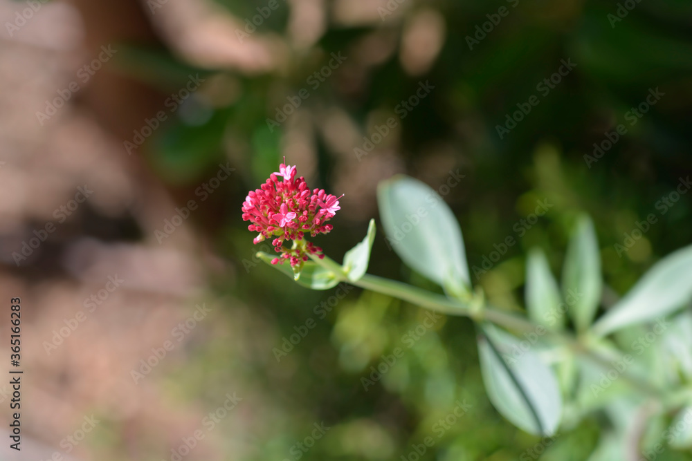 Red valerian Red valerian