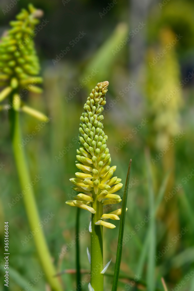 Fototapeta premium Red-hot poker