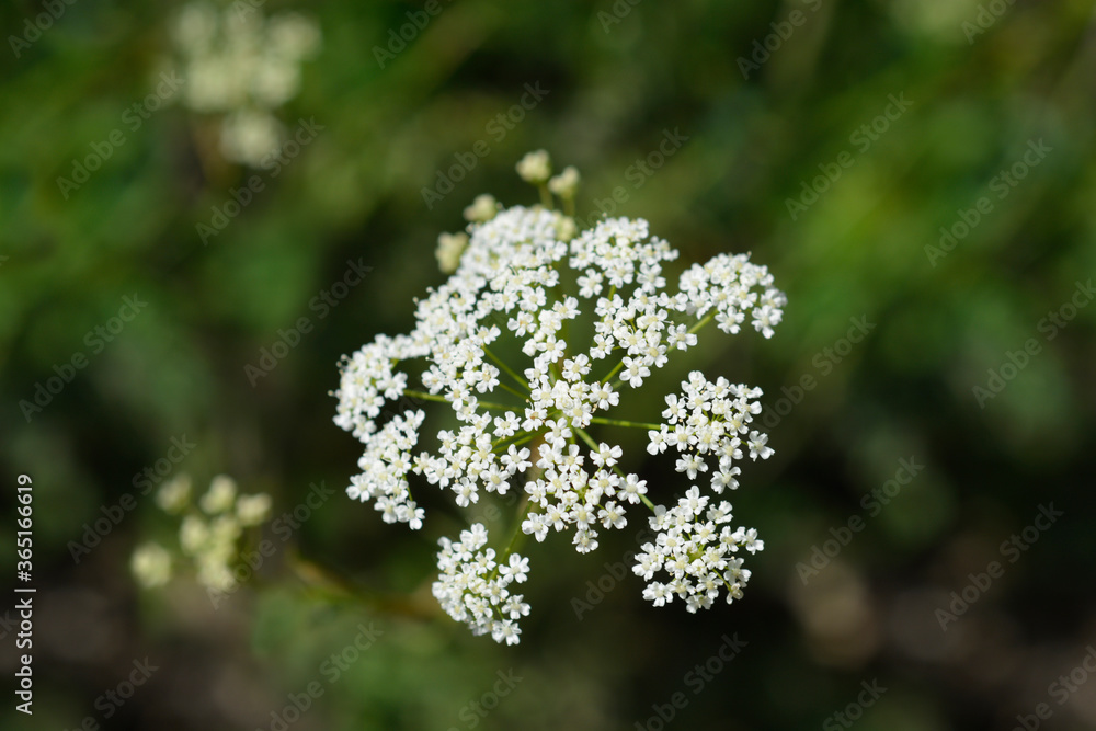 Common burnet saxifrage Common burnet saxifrage