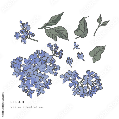 Hand draw vector lilac flowers illustration. Floral wreath. Botanical floral card on white background.