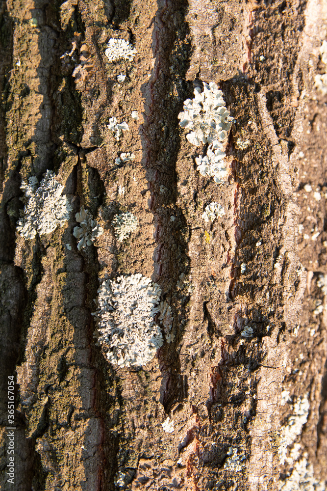 tree bark texture tree bark texture