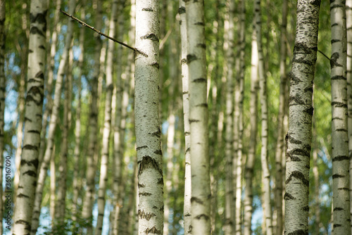 Closeup birch grove on a summer sunny day. The texture of the trees.