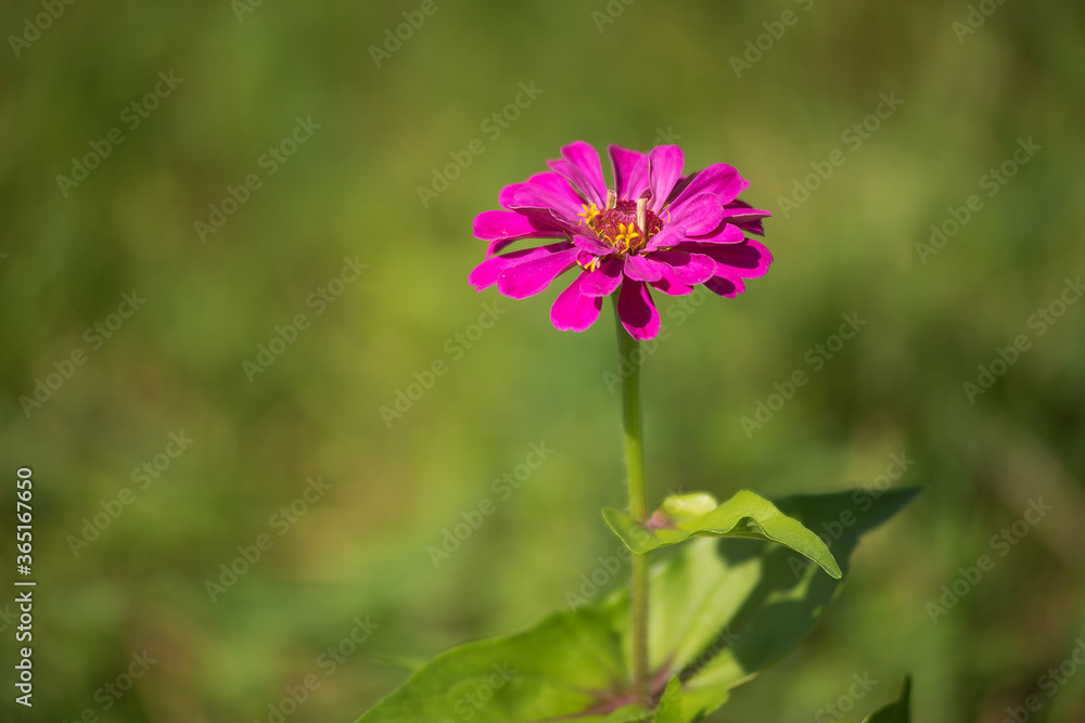 Violet zinnia flower in the garden closeup. Violet zinnia flower in the garden closeup.