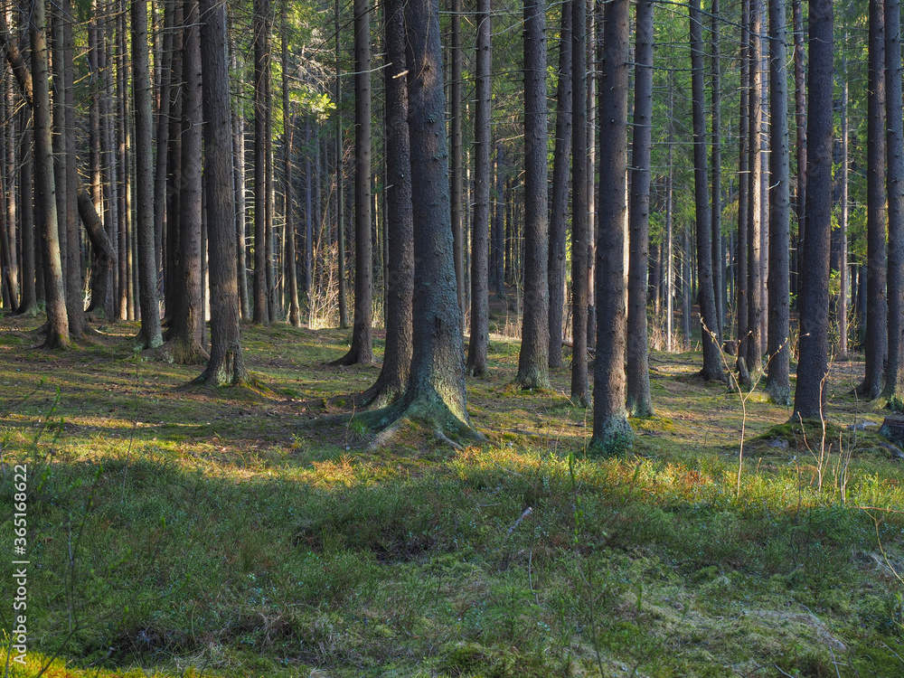 Fototapeta premium spruce trees in the forest at sunset