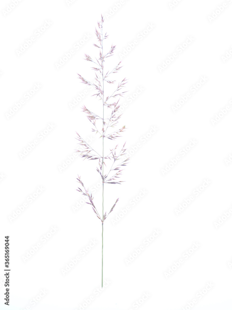 cereal plant on a white background cereal plant on a white background