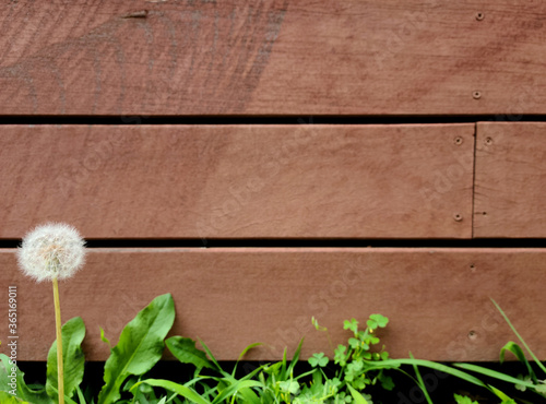 dandelion seeds in the background of a wooden board