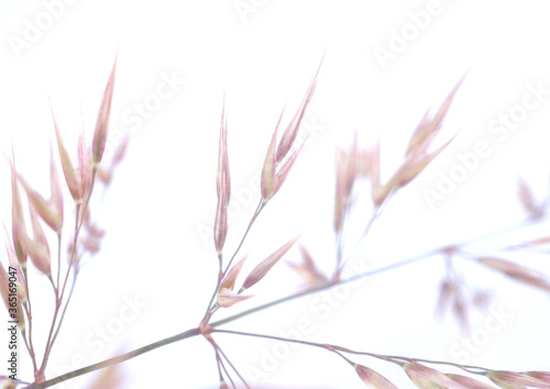 cereal plant on a white background