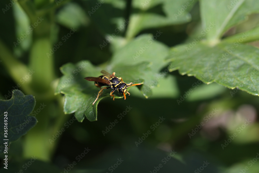 Wasp sits on a green leaf in the garden Wasp sits on a green leaf in the garden