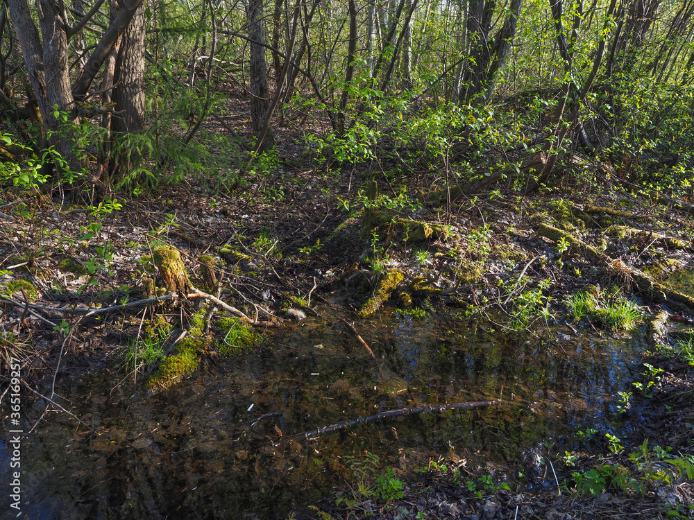 Fototapeta premium spruce trees in the forest at sunset