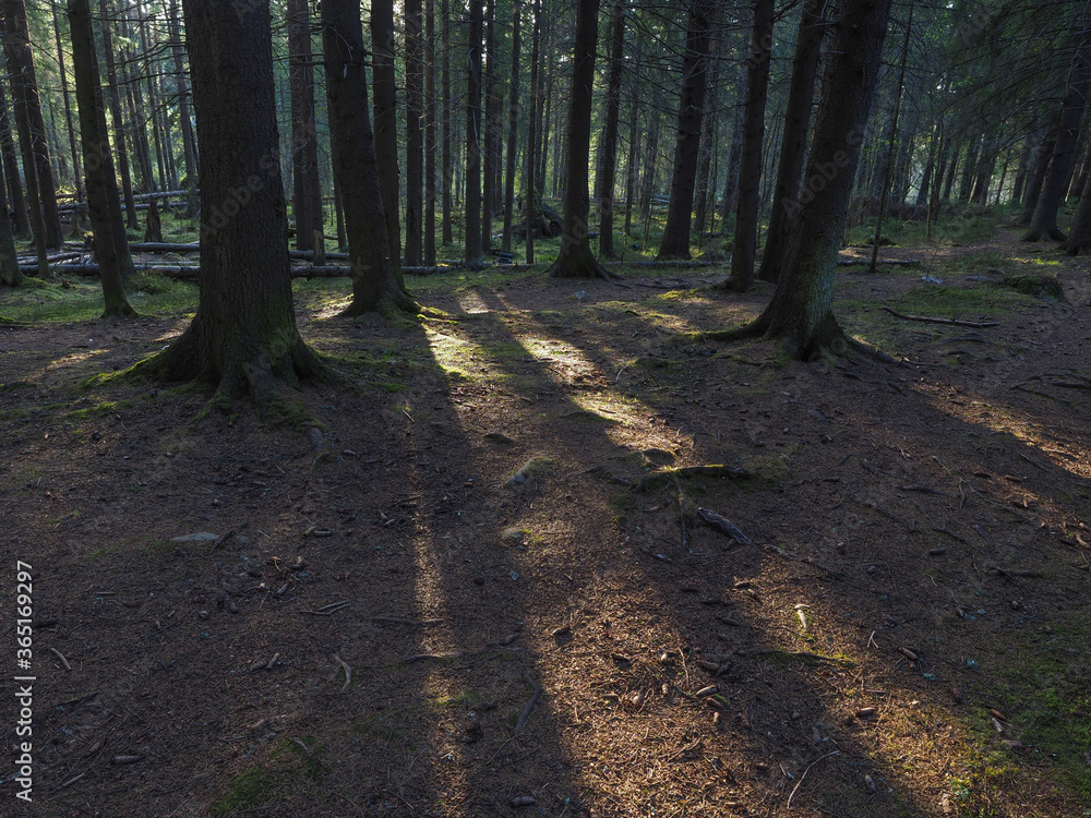 Obraz premium spruce trees in the forest at sunset
