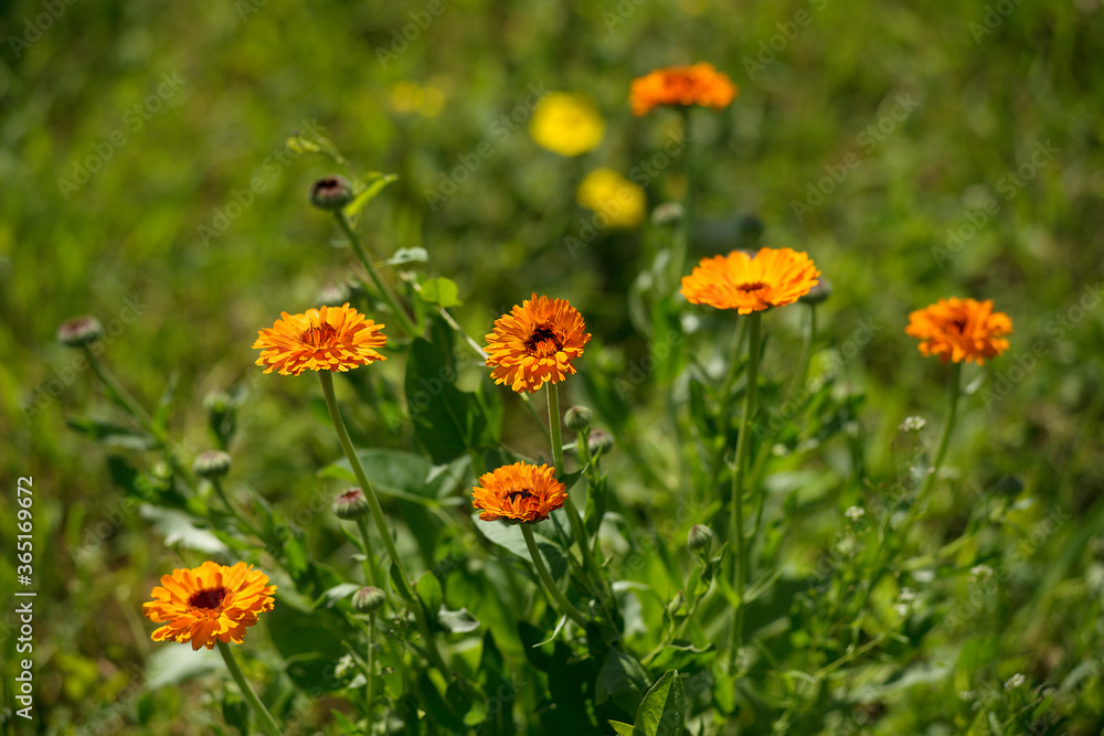 Calendula flowers in the garden under the summer sun. Calendula flowers in the garden under the summer sun.