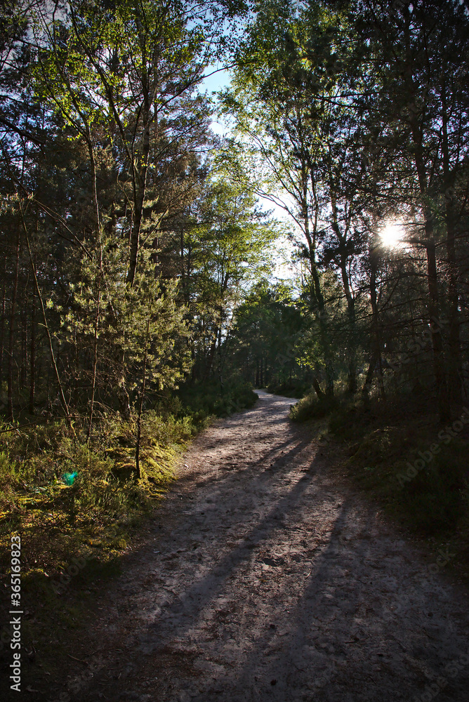 Fototapeta premium Waldweg im Spätsommer