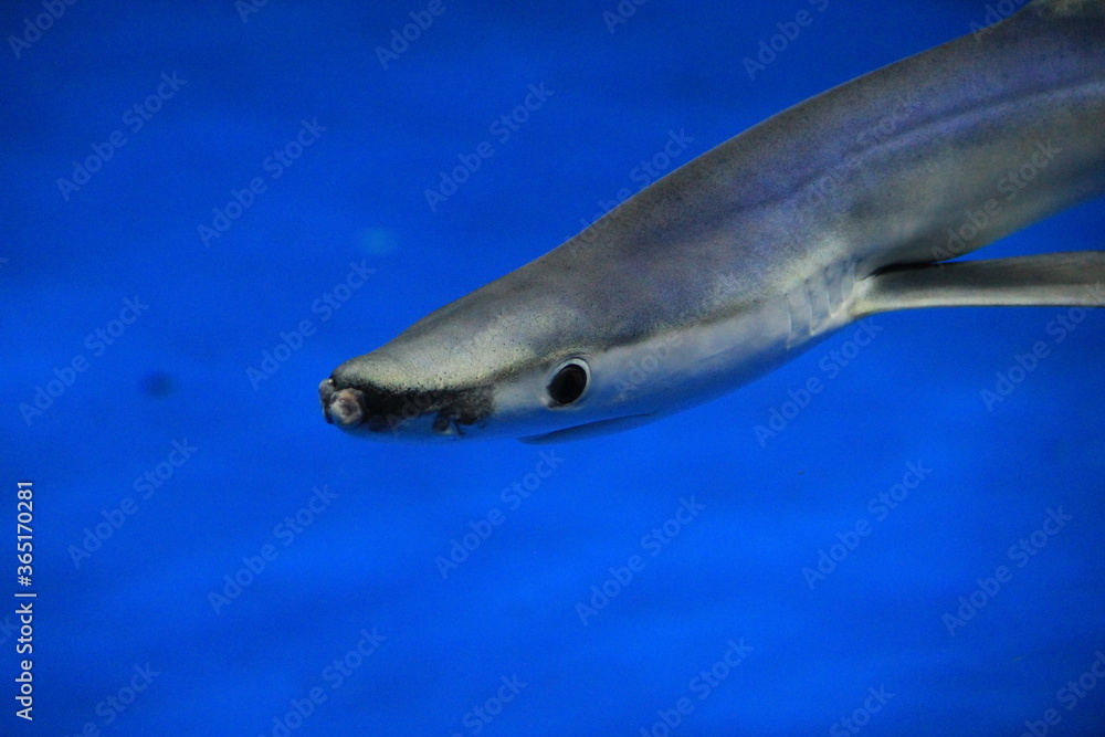 Naklejka premium ヨシキリザメの顔