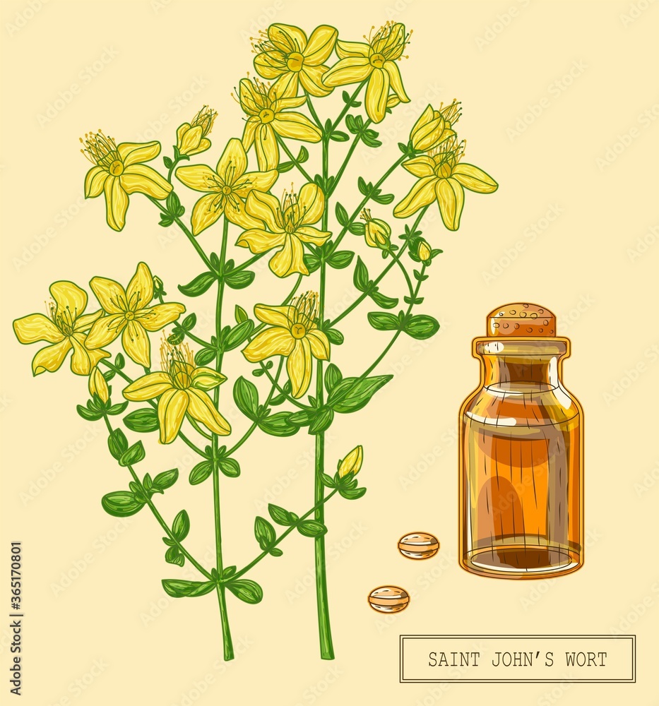 Medical Saint Johns wort blooming full plant, hand drawn botanical illustration in a trendy modern style Medical Saint Johns wort blooming full plant, hand drawn botanical illustration in a trendy modern style