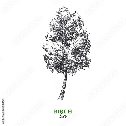 Hand drawn sketch birch tree illustration. Vector isolated vintage background