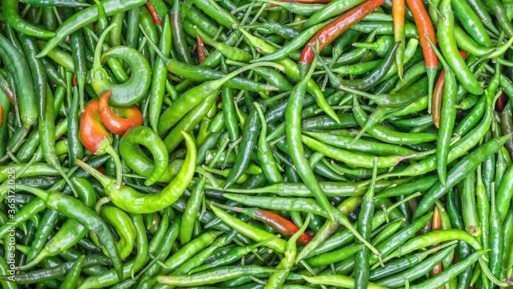 many ripe green chilli pepper background. natural texture top view. dolly camera movement many ripe green chilli pepper background. natural texture top view. dolly camera movement