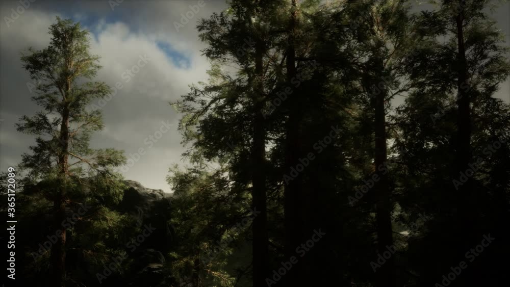 Fog and pine trees on rugged mountainside and coming storm Fog and pine trees on rugged mountainside and coming storm