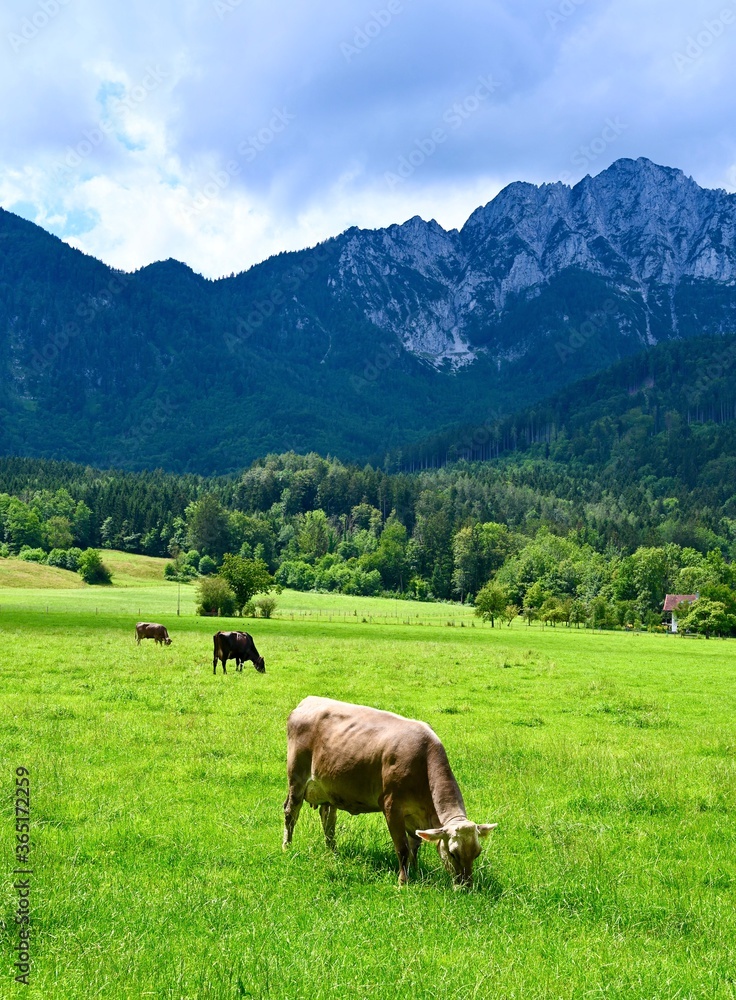 Brown mountains cows grazing on an alpine pasture in the Bavarian alps.