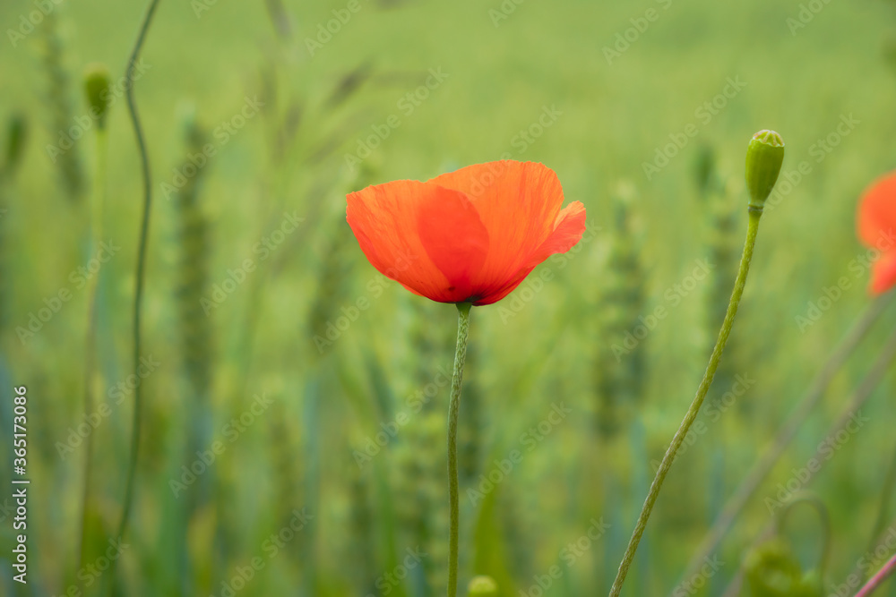 Obraz premium Mohnblume am Feldrand