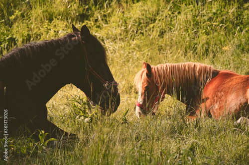 Pferde im Gras