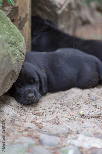 czarny piesek, szczeniak labrador retriever, śpiący na piaski obok kamienia