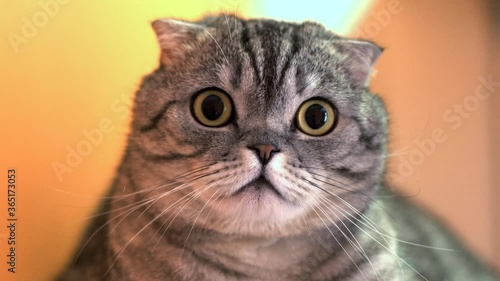 The cat in shock sharply turns his head. High quality 4k footage