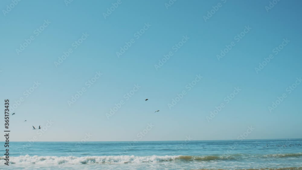 Many gulls fly over the Atlantic ocean, Many seagulls flying around and diving into the ocean, small waves and clear sky, Morocco, 4k Many gulls fly over the Atlantic ocean, Many seagulls flying around and diving into the ocean, small waves and clear sky, Morocco, 4k
