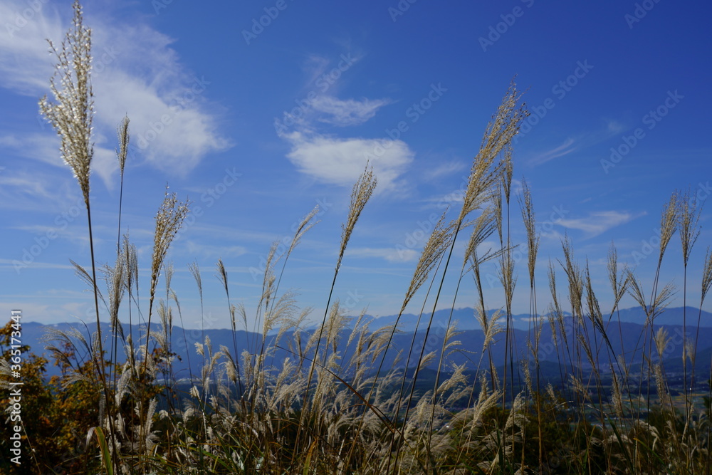 ススキのある峠からの山の風景