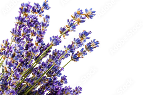 Lavender flowers isolated on white background. Close up. Space for text