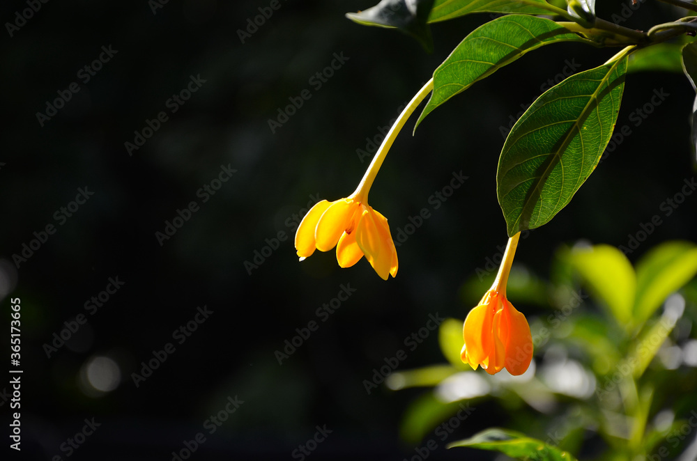 Obraz premium Closeup Ylang-ylang flower with green leaf background after rain