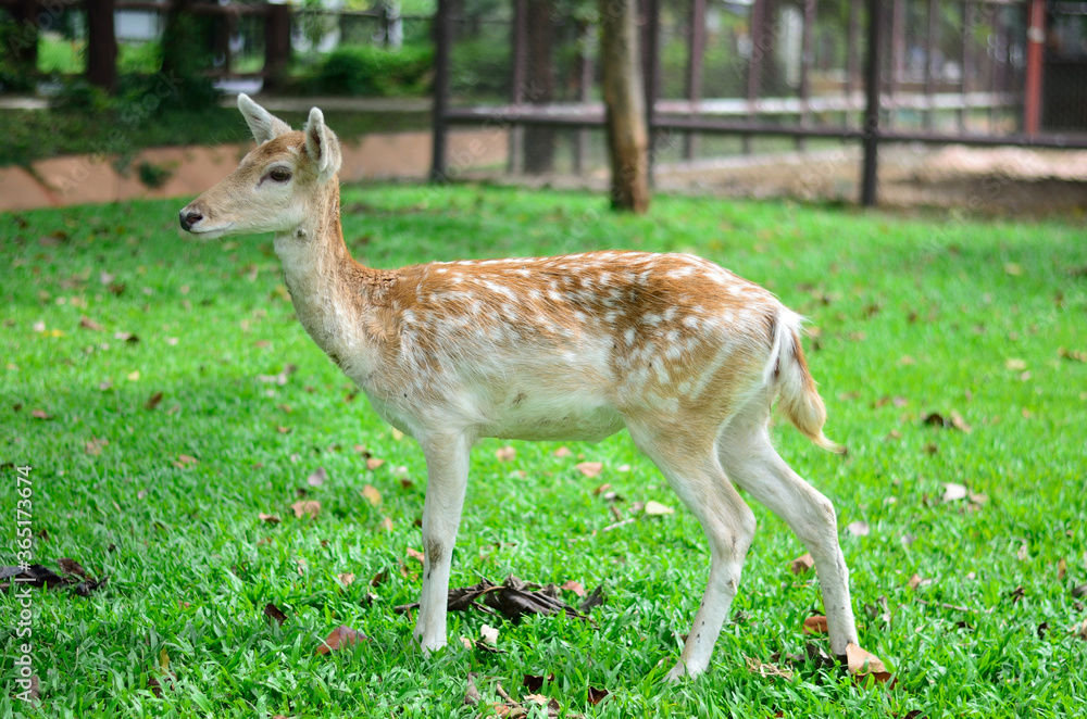 Young deer in the morning meadow at the zoo Young deer in the morning meadow at the zoo