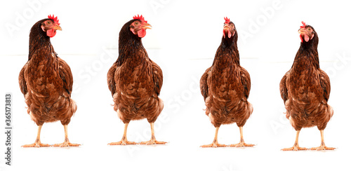 Hen Chicken Collection,brown hen isolated on white, copy space.