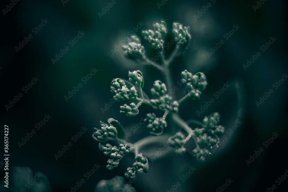 Obraz premium Lush foliage background. Green plants leaves