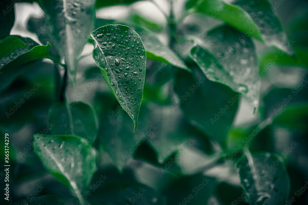 Green leaves texture. Plants background Green leaves texture. Plants background