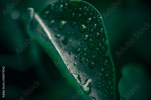 Green leaves. Natural background. Abstract foliage texture