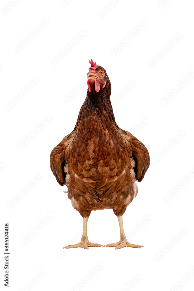 Fototapeta premium brown hen walking isolated on white, studio shot,chicken.