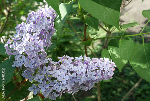 Lilac flowers on a background of green leaves