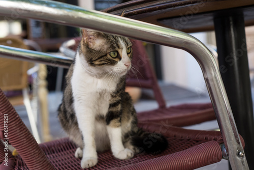 Portrait of young cat standing on chair at the rrestaurant terrace photo