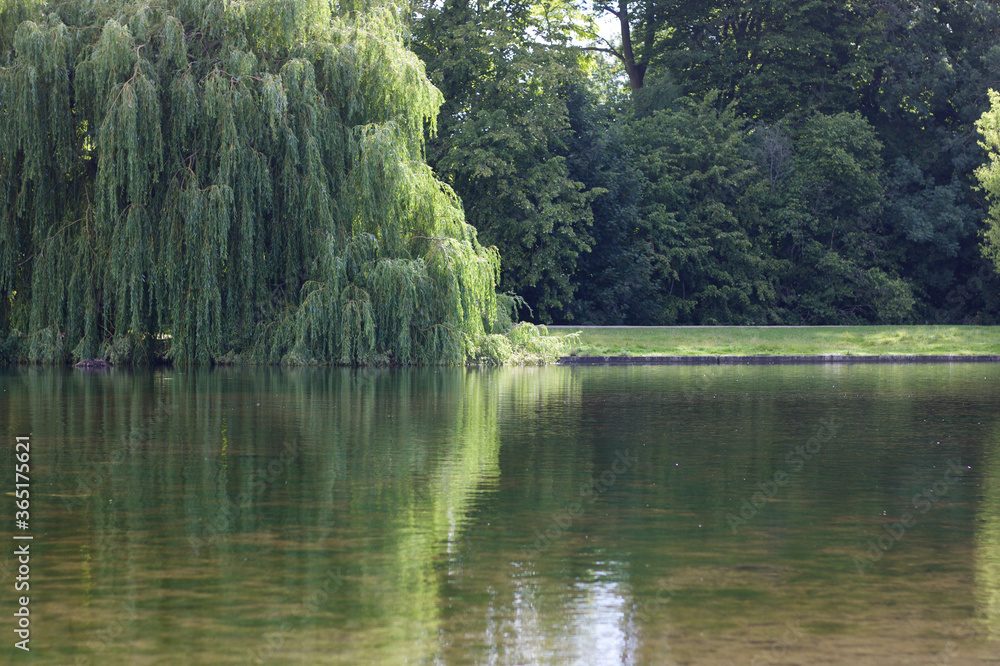 Beautiful willow tree reflected in water of lake with copy space Beautiful willow tree reflected in water of lake with copy space