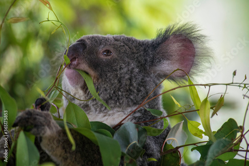 Photography Koala browsing on eucalyptus leaves, Queensland, Australia